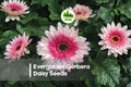 Everglades Gerbera Daisy Seeds – Bright Vivid Blooms, Easy to Grow, 200 Seeds, Gerbera jamesonii, Garden, Border, Container Plant