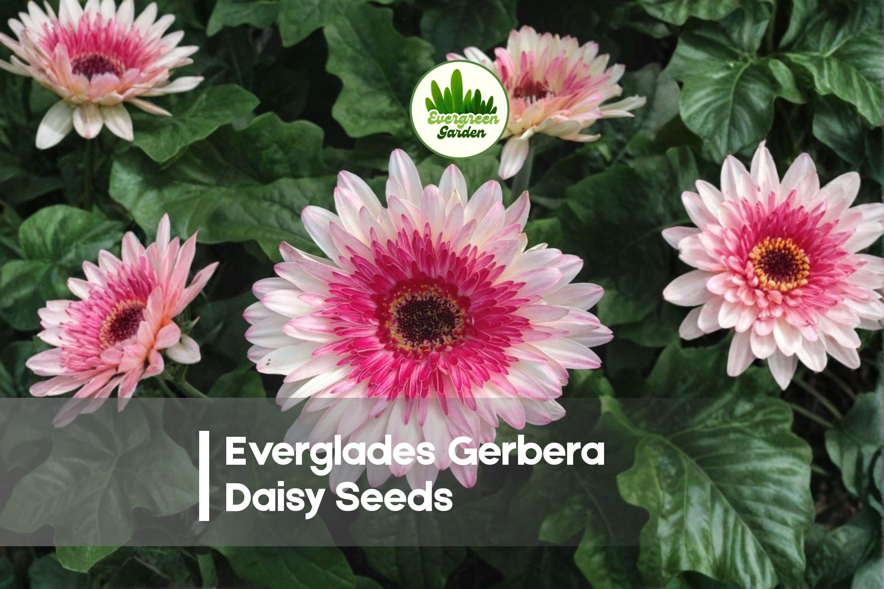 Everglades Gerbera Daisy Seeds – Bright Vivid Blooms, Easy to Grow, 200 Seeds, Gerbera jamesonii, Garden, Border, Container Plant