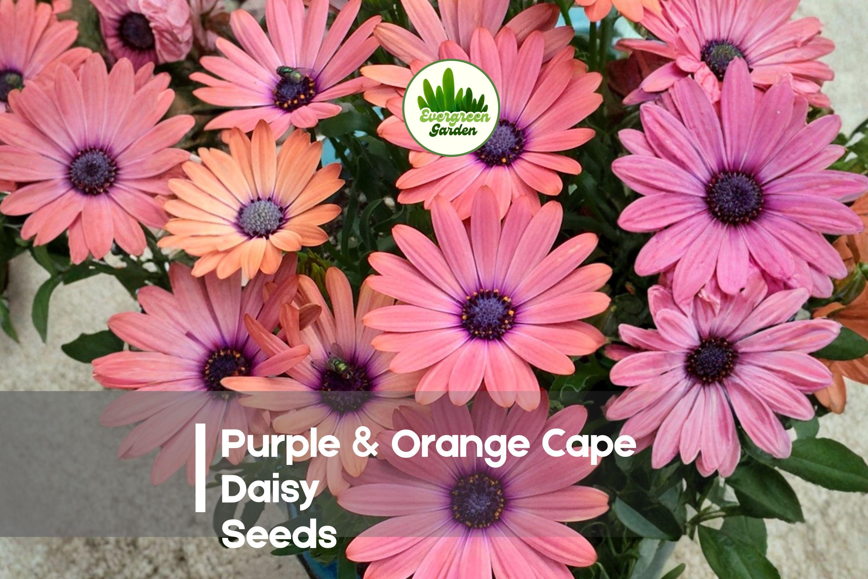 200+ Purple & Orange Cape Daisy Seeds | Osteospermum ecklonis | Bicolor Flowers for Borders, Containers & Pollinator Gardens