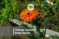 200 Orange Gerbera Daisy Seeds - Bright Orange Blooms, Gerbera jamesonii, Easy to Grow, Garden, Pots, Borders, Cut Flowers