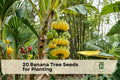 20 Banana Tree Seeds for Planting – Musa Species, Tropical Foliage, Ornamental Banana Plant, Fast-Growing Tropical Garden Seeds
