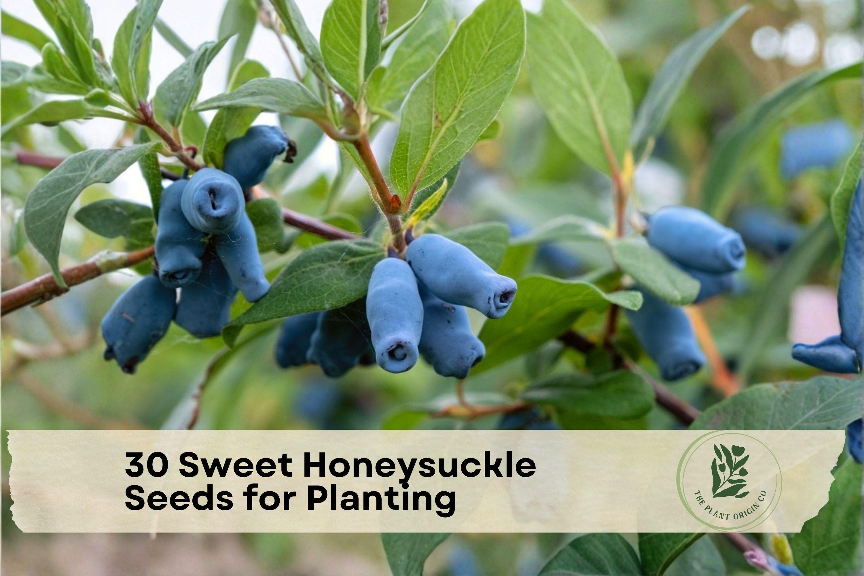 30 Sweet Honeysuckle Seeds for Planting | Cold-Hardy Berry Shrub | Lonicera caerulea | Edible Honeyberry Seeds