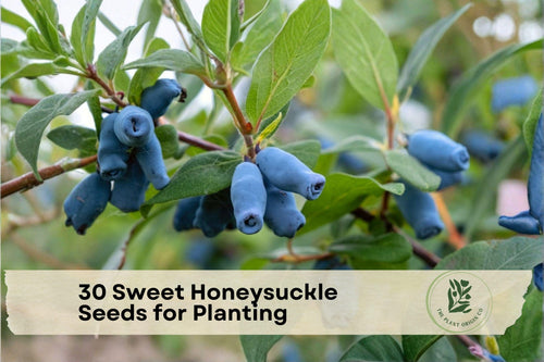 30 Sweet Honeysuckle Seeds for Planting | Cold-Hardy Berry Shrub | Lonicera caerulea | Edible Honeyberry Seeds