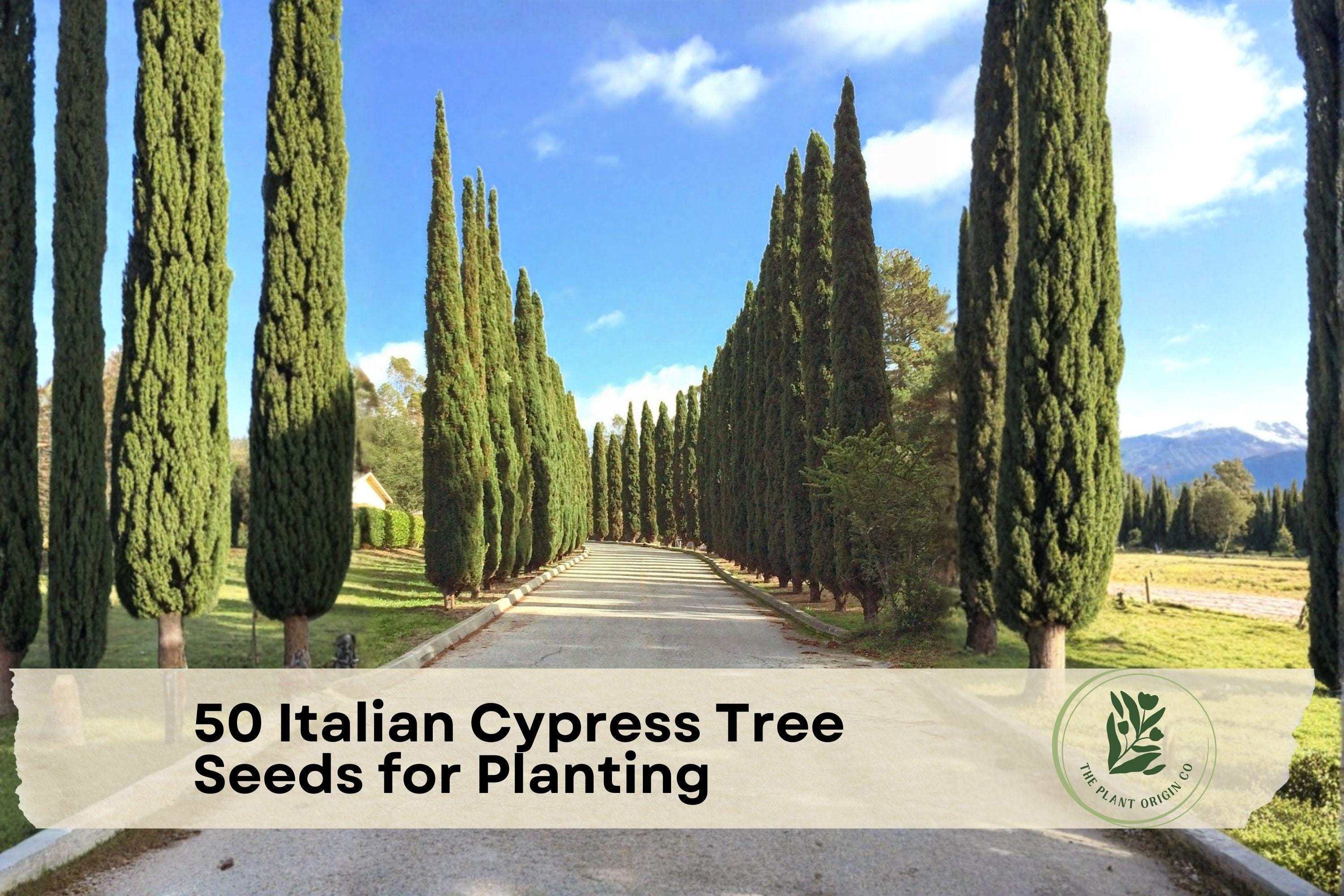 50 Italian Cypress Tree Seeds for Planting | Evergreen, Tall, Narrow, Cupressus sempervirens