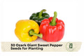 Ozark Giant Sweet Pepper Seeds - Large Bell Peppers, Heirloom, Thick-Walled, Green to Red, Capsicum annuum, 30 Pack