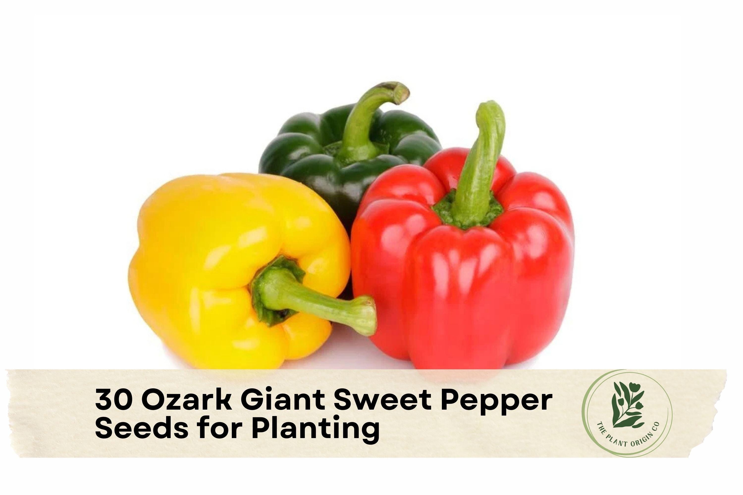 Ozark Giant Sweet Pepper Seeds - Large Bell Peppers, Heirloom, Thick-Walled, Green to Red, Capsicum annuum, 30 Pack