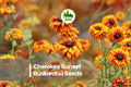 Cherokee Sunset Rudbeckia Seeds – 200+ Black-Eyed Susan Annuals with Gold, Bronze, Mahogany Blooms for Borders, Pollinators, Cut Flowers