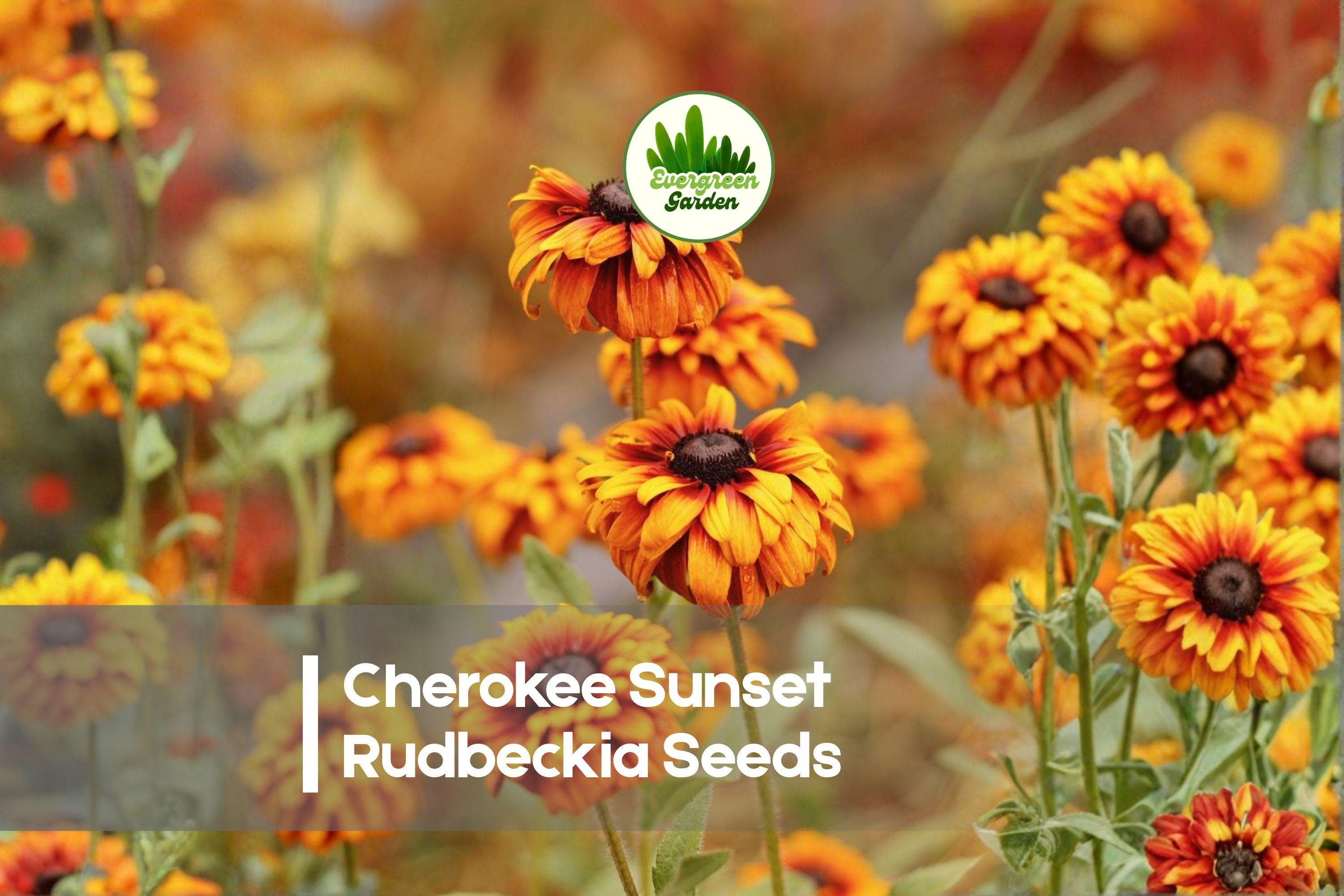 Cherokee Sunset Rudbeckia Seeds – 200+ Black-Eyed Susan Annuals with Gold, Bronze, Mahogany Blooms for Borders, Pollinators, Cut Flowers
