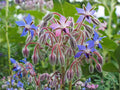 Borage Seeds – 50 Pack, Edible Blue Flowers & Medicinal Herb, Pollinator-Friendly Annual Plant for Herb Gardens & Companion Planting