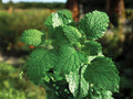 Spearmint Herb Seeds – 100 Perennial Culinary & Medicinal Herb for Garden, Teas, Drinks, and Container Gardening (Mentha spicata)