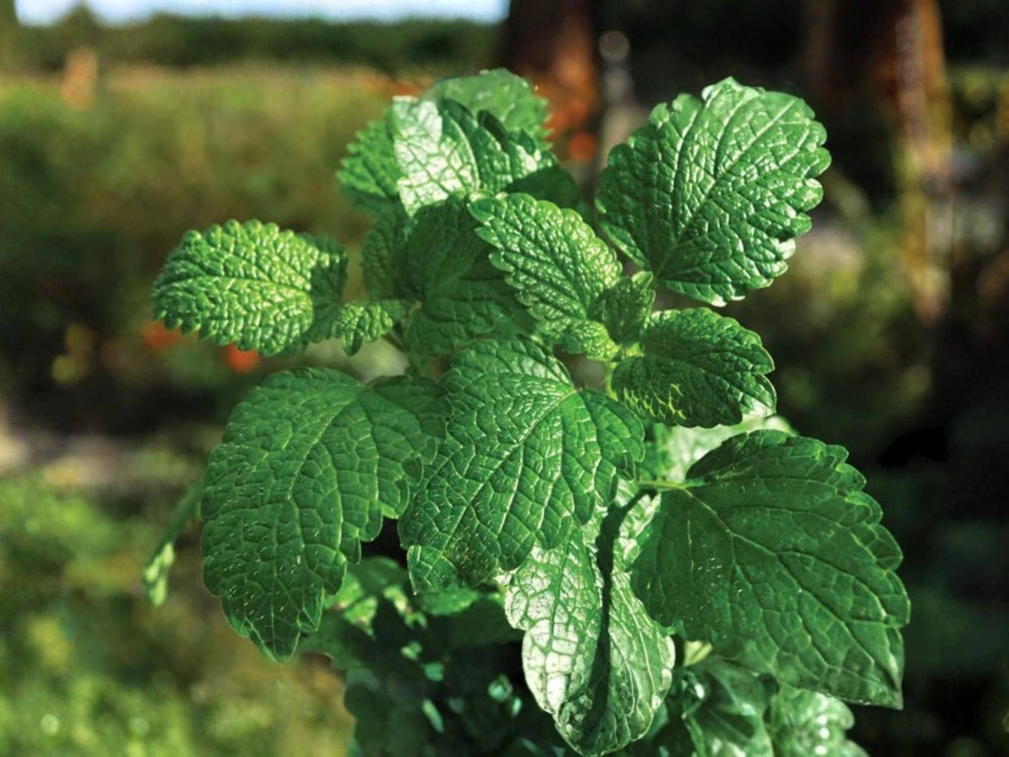 Spearmint Herb Seeds – 100 Perennial Culinary & Medicinal Herb for Garden, Teas, Drinks, and Container Gardening (Mentha spicata)
