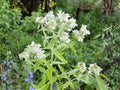 Mountain Mint Seeds – 300 Native Perennial Herb for Pollinator Gardens, Mentha canadensis