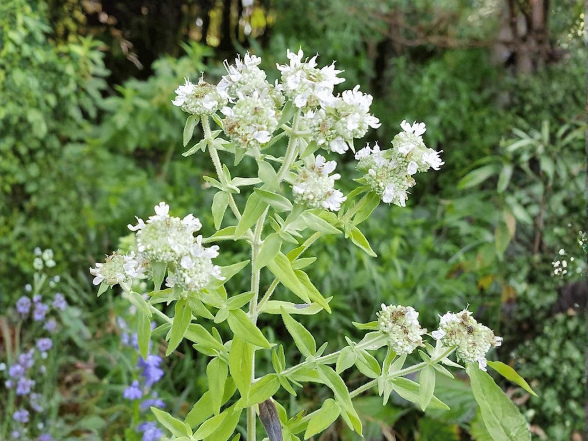 Mountain Mint Seeds – 300 Native Perennial Herb for Pollinator Gardens, Mentha canadensis