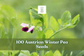 Austrian Winter Pea Seeds – Cover Crop Legume, Pisum sativum subsp. arvense, Cool-Season Annual for Garden Planting