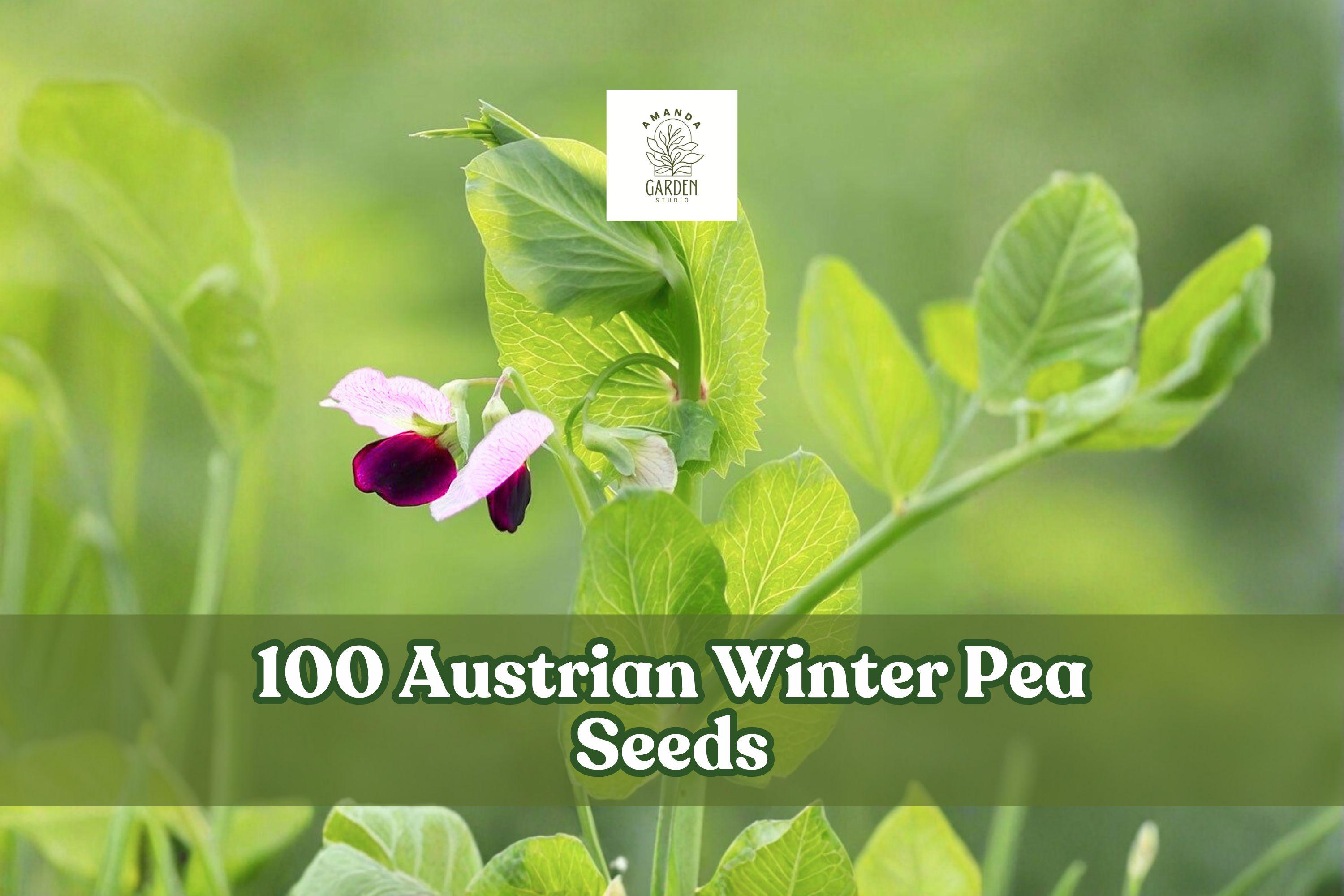 Austrian Winter Pea Seeds – Cover Crop Legume, Pisum sativum subsp. arvense, Cool-Season Annual for Garden Planting