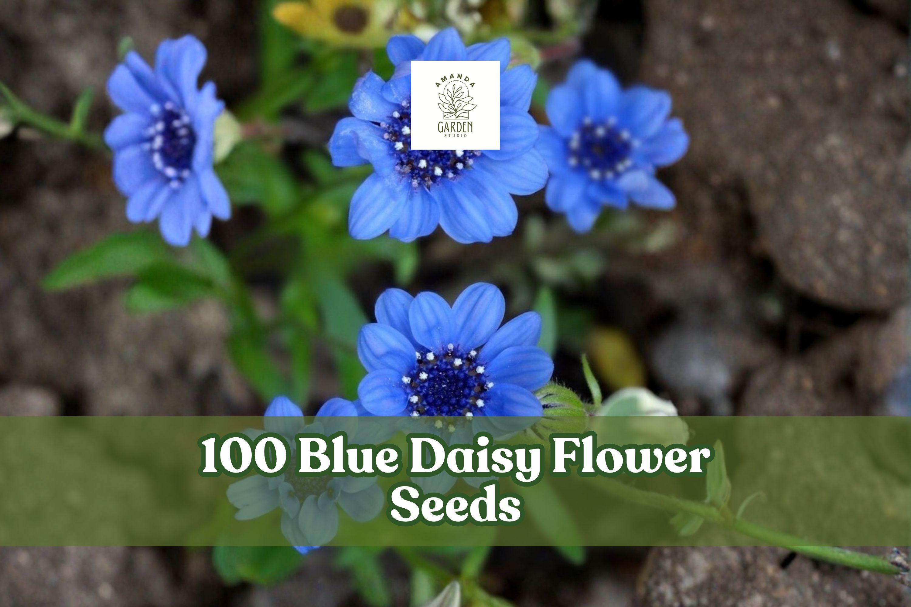 Blue Daisy Flower Seeds – Felicia heterophylla, Sky-Blue Blooms, Ornamental Garden Seeds, Compact, Sunny Outdoor Planting