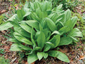 Wild Leek Seeds – Allium tricoccum Native Heirloom Edible Plant for Shade Gardens and Forest Food Forests