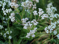 Parthenium integrifolium Seeds – Wild Quinine Native Perennial Wildflower – 25 Seeds for Pollinator Gardens