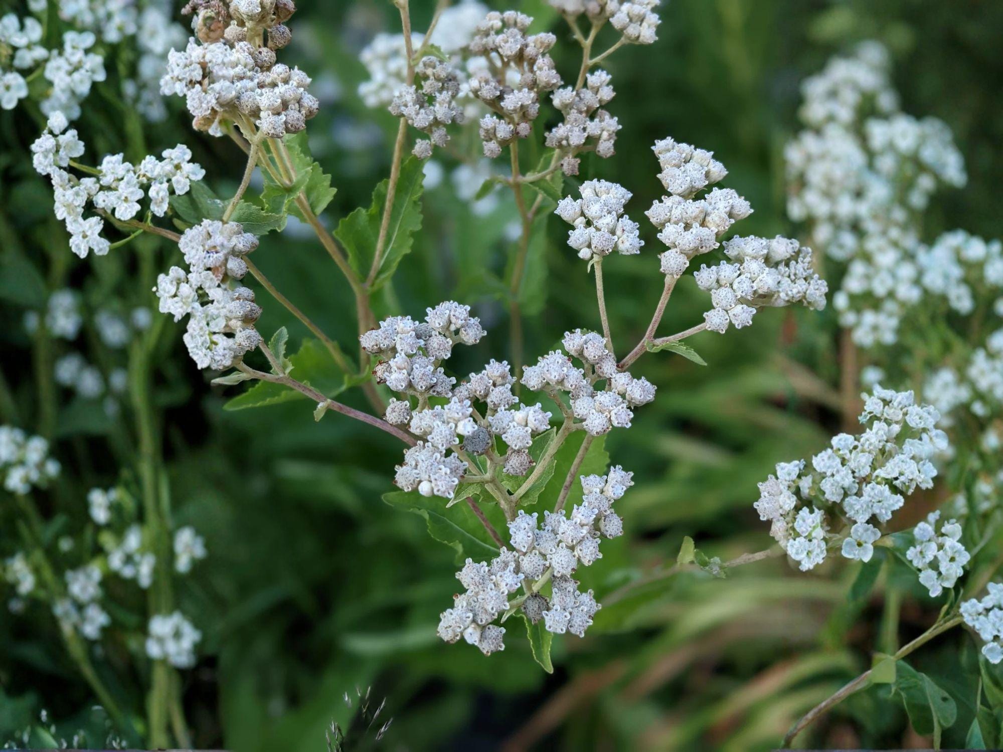 Parthenium integrifolium Seeds – Wild Quinine Native Perennial Wildflower – 25 Seeds for Pollinator Gardens