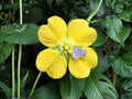 Ludwigia alternifolia Seeds – Native Wildflower for Wetlands & Rain Gardens – Pollinator Friendly – 1000 Seeds