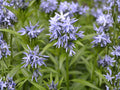 Amsonia tabernaemontana Seeds – Native Perennial with Blue Spring Flowers – Eastern Bluestar Seed Pack – 10 Seeds