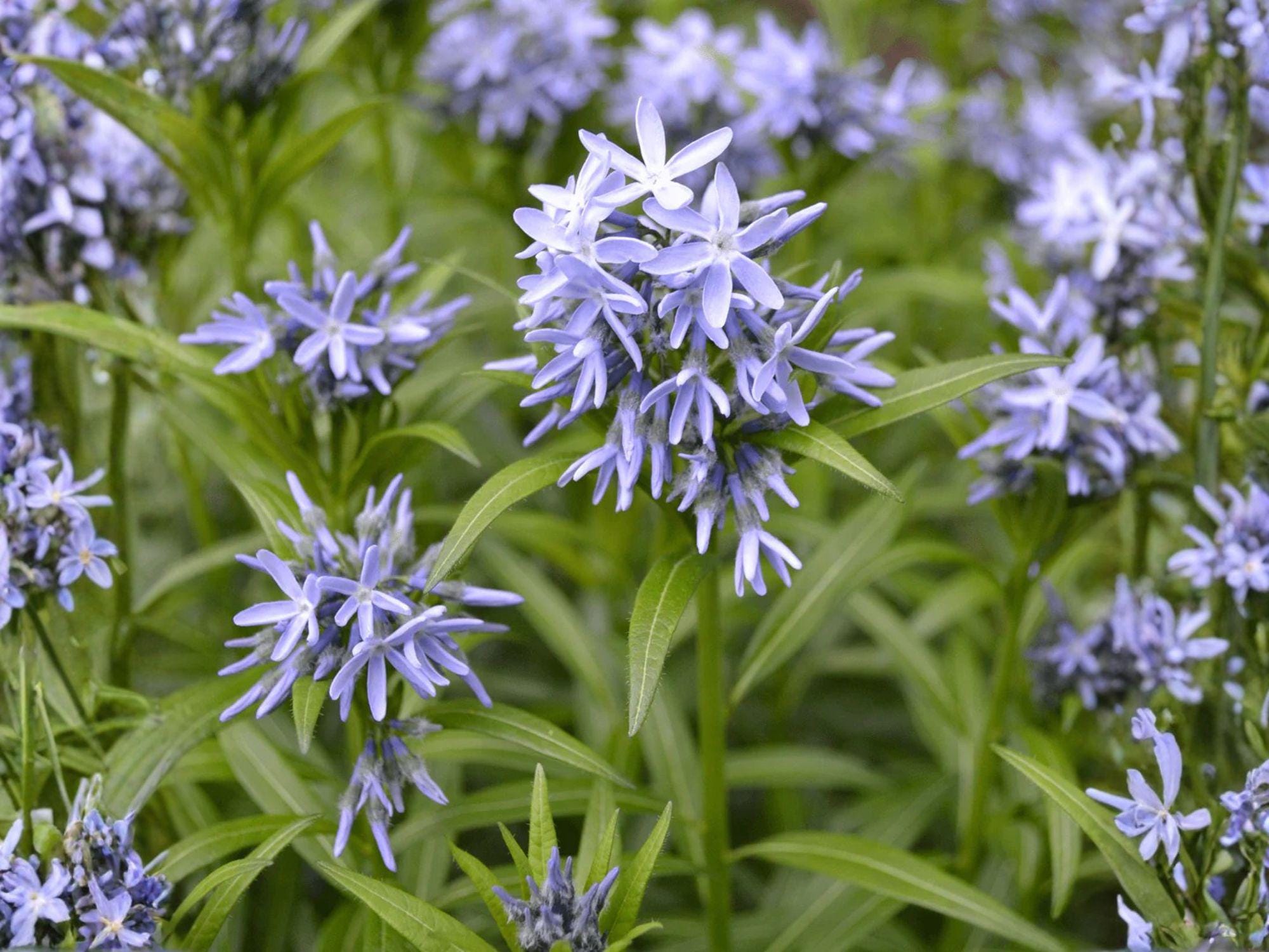 Amsonia tabernaemontana Seeds – Native Perennial with Blue Spring Flowers – Eastern Bluestar Seed Pack – 10 Seeds