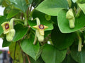 Aristolochia tomentosa Seeds – Woolly Dutchman’s Pipevine Native Perennial Climbing Vine – 10 Seeds