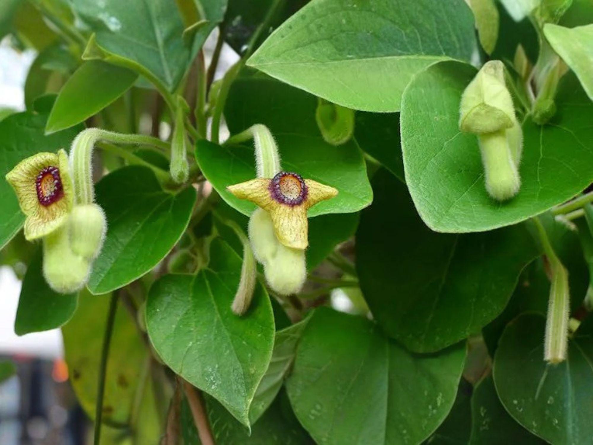Aristolochia tomentosa Seeds – Woolly Dutchman’s Pipevine Native Perennial Climbing Vine – 10 Seeds