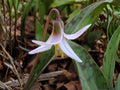 Erythronium albidum Seeds – White Trout Lily – Native Woodland Wildflower – Early Spring Ephemeral – 5 Seeds