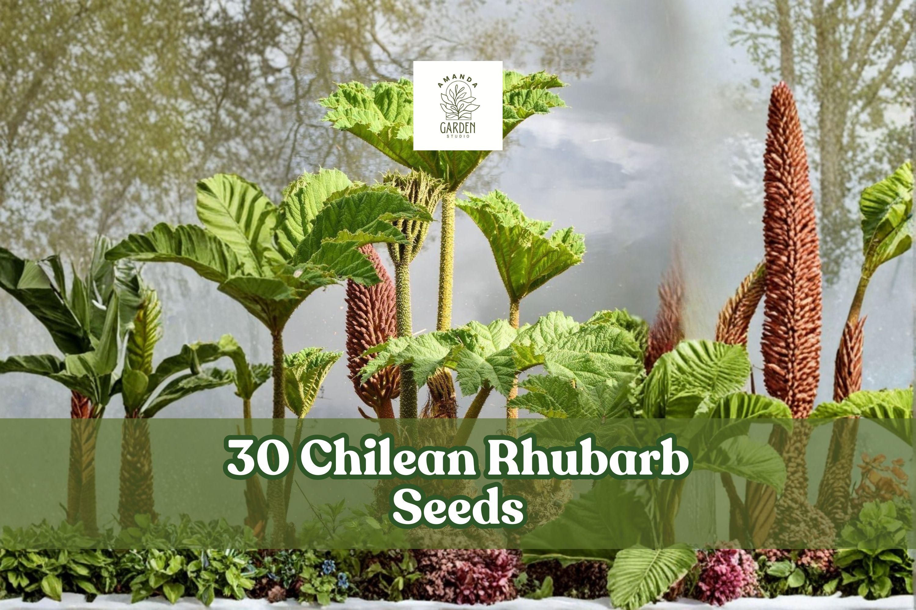 30 Chilean Rhubarb Seeds for Ornamental Foliage Planting Gunnera tinctoria Outdoor Garden