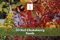 Red Chokeberry Seeds for Ornamental Shrub, Aronia arbutifolia, Native Landscape Planting, Seasonal Foliage, Ornamental Berries