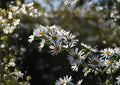 Symphyotrichum puniceum Swamp Aster Seeds – Native Purple Wildflower for Wetlands, Pollinator-Friendly Perennial, 350 Seeds