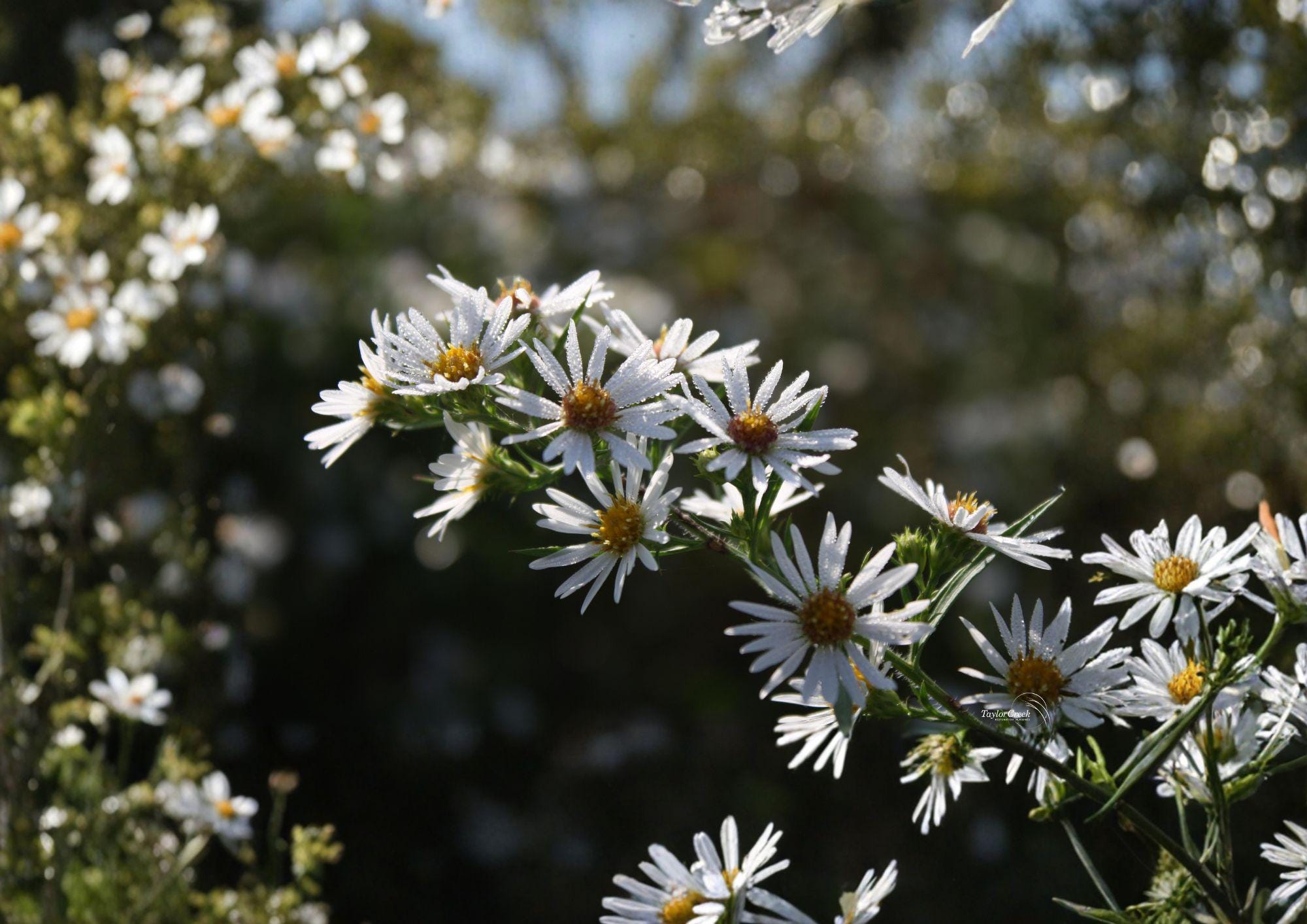 Symphyotrichum puniceum Swamp Aster Seeds – Native Purple Wildflower for Wetlands, Pollinator-Friendly Perennial, 350 Seeds