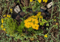 Oligoneuron rigidum Stiff Goldenrod Seeds – Native Prairie Perennial Wildflower for Meadow Gardens, Drought-Tolerant Pollinator Plant
