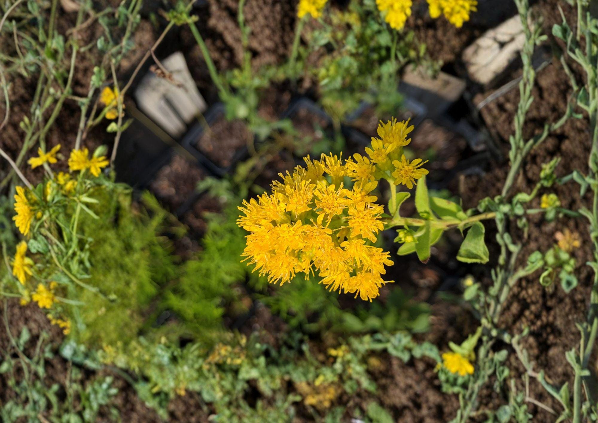 Oligoneuron rigidum Stiff Goldenrod Seeds – Native Prairie Perennial Wildflower for Meadow Gardens, Drought-Tolerant Pollinator Plant