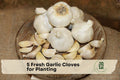 Fresh Garlic Cloves for Planting – Easy Grow Kitchen Staple, Cool-Season Vegetable, Allium sativum