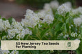 50 New Jersey Tea Seeds – Native Ceanothus americanus Shrub for Pollinator Gardens & Natural Landscaping