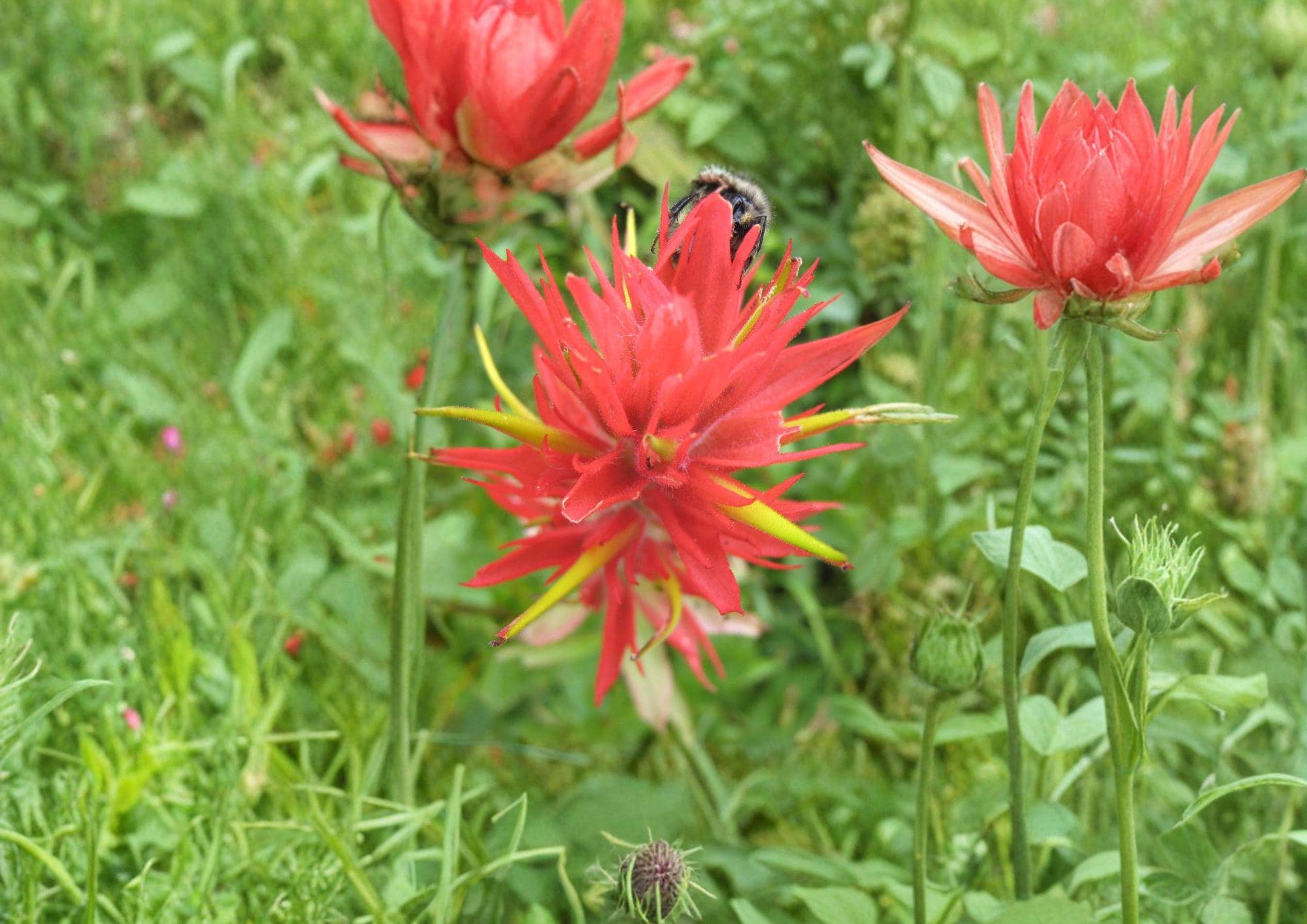 Giant Red Indian Paintbrush Seeds - Castilleja miniata Native Wildflower for Pollinators & Native Gardens (100 Seeds)
