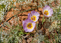 Winding Mariposa Lily Seeds – Calochortus flexuosus, Native Desert Wildflower, Lavender Pink Blooms, Drought-Tolerant, Pollinator Friendly