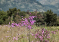 Tall Ironweed Seeds - Vernonia angustifolia, Native Purple Prairie Wildflower, Perennial, Butterfly & Pollinator Attractant