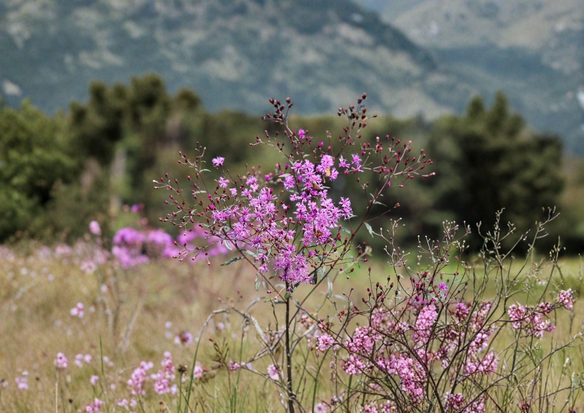 Tall Ironweed Seeds - Vernonia angustifolia, Native Purple Prairie Wildflower, Perennial, Butterfly & Pollinator Attractant