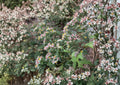 Calico Aster Seeds - Symphyotrichum lateriflorum, Native Pollinator Wildflower, White Petals, Colorful Centers, Perennial, Butterfly Nectar