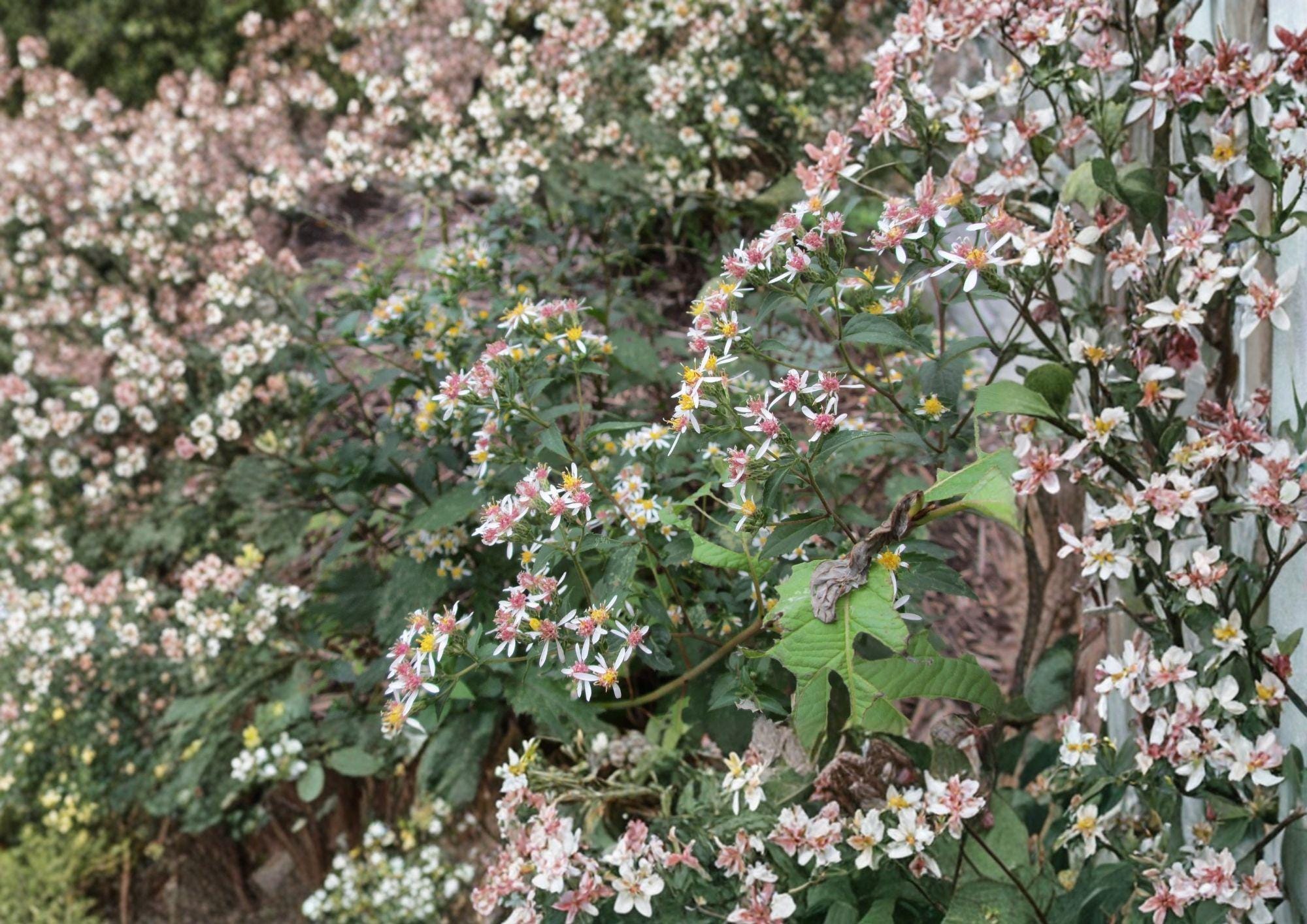 Calico Aster Seeds - Symphyotrichum lateriflorum, Native Pollinator Wildflower, White Petals, Colorful Centers, Perennial, Butterfly Nectar