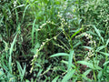 Dotted Smartweed Seeds – Persicaria punctata Native Wetland Wildflower for Pollinator Gardens & Wetlands
