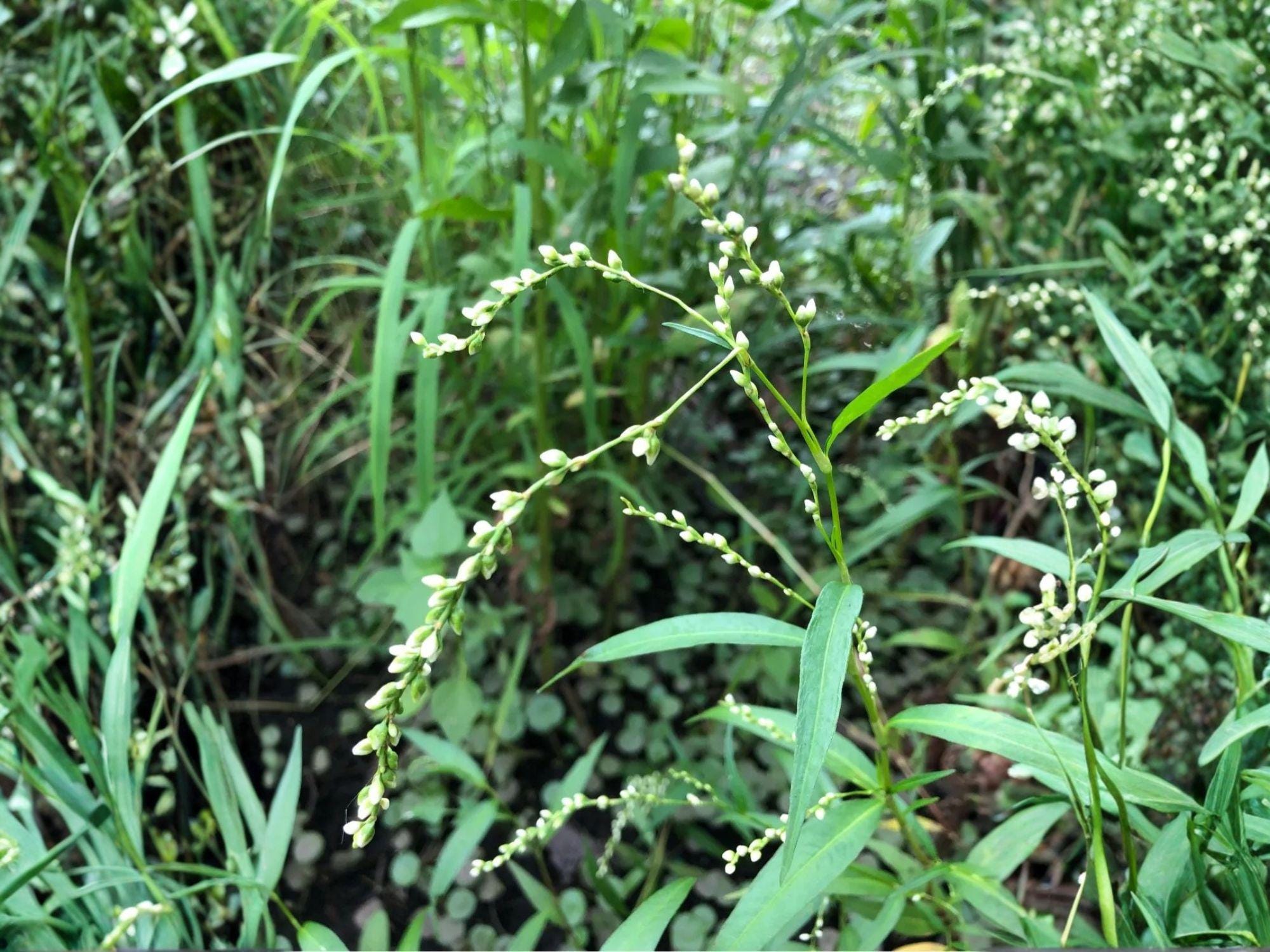 Dotted Smartweed Seeds – Persicaria punctata Native Wetland Wildflower for Pollinator Gardens & Wetlands
