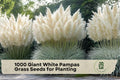 Giant White Pampas Grass Seeds for Planting - Cortaderia selloana Ornamental Grass, Tall Clumping, White Plumes, Landscaping, 1000 Seeds