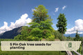 Pin Oak Tree Seeds for Planting – Quercus palustris, Deciduous Shade Tree, Red Fall Foliage, Ornamental Landscaping, 5 Seeds