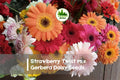 200 Gerbera Daisy Seeds - Strawberry Twist Mix, Vibrant Colors, Gerbera jamesonii, Bright Garden Flowers for Beds, Containers & Cut-Flowers