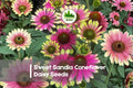 Sweet Sandia Coneflower Daisy Seeds – 200 Bright Blooms, Rudbeckia/Echinacea, Perennial, Full Sun, Garden & Pollinator Plants