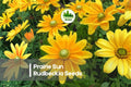 200 Prairie Sun Rudbeckia Seeds - Bright Golden Yellow Flowers, Rudbeckia hirta, Pollinator-Friendly, Garden Borders & Beds